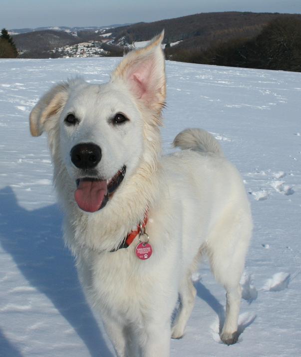 Shari (Weisser Schweizer Schäferhund, Golden Retriever) Golden Retriever 